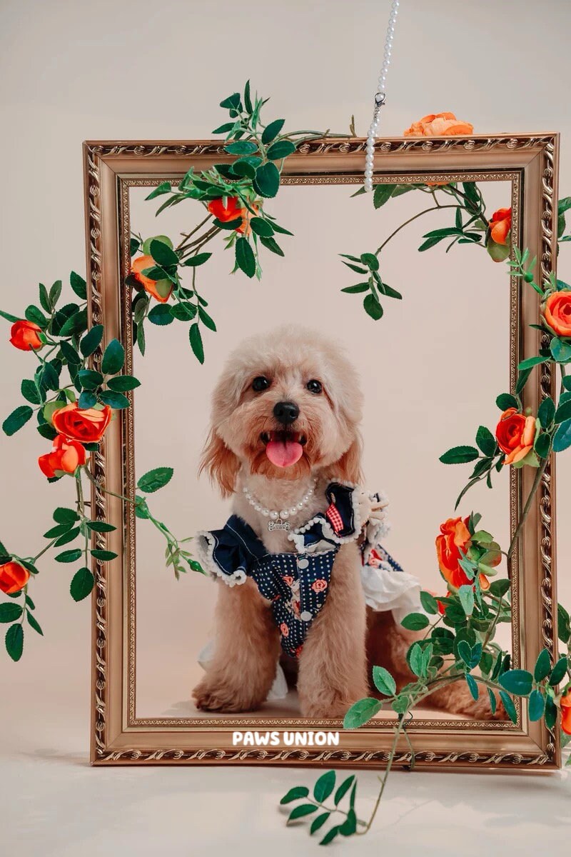 Coco Rosette Navy Gingham Dog Dress, Vintage Cottage Style Pet Dress with Lace Bib, Elegant Summer Birthday Outfit for Dogs, Custom Size — product photograph 3 of 8.