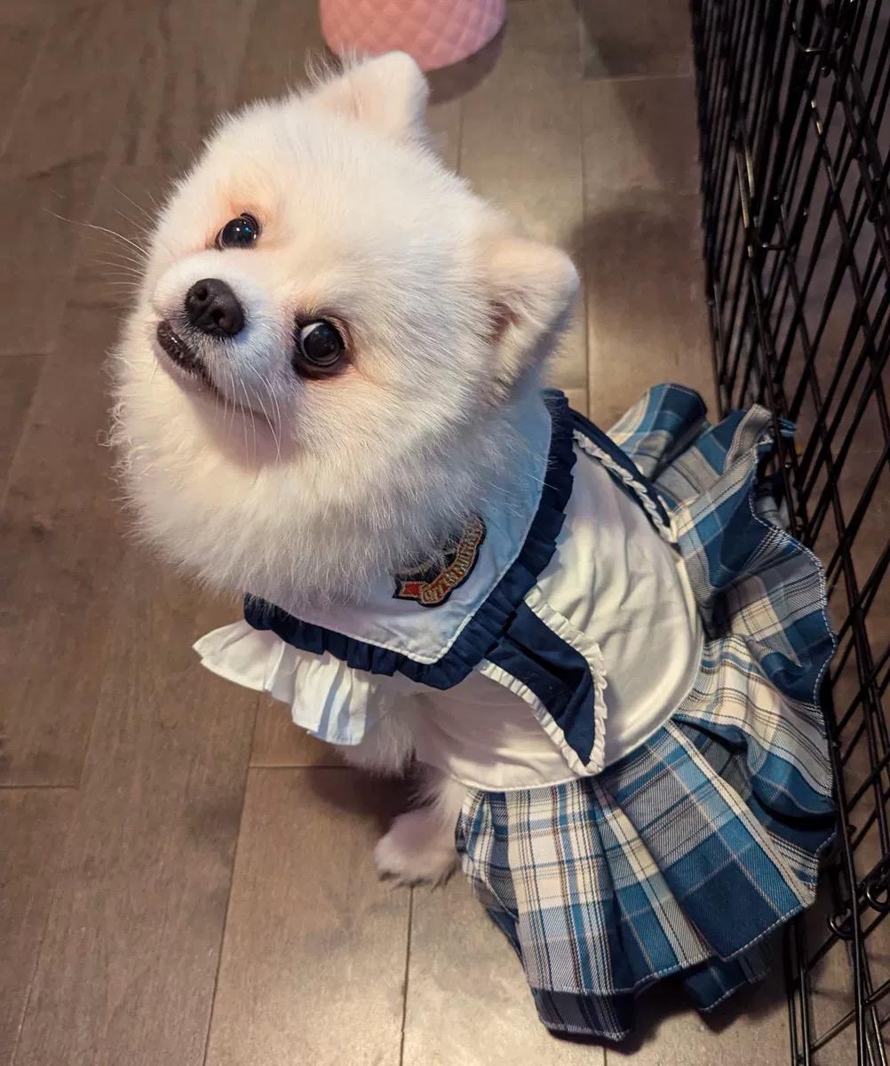 Coco Rosette Plaid Dog Dress, Preppy School Style Pet Outfit for Dogs, Cute Tartan Princess Dress, Dog Photo Prop, Custom Size Dog Clothes — product photograph 8 of 8.