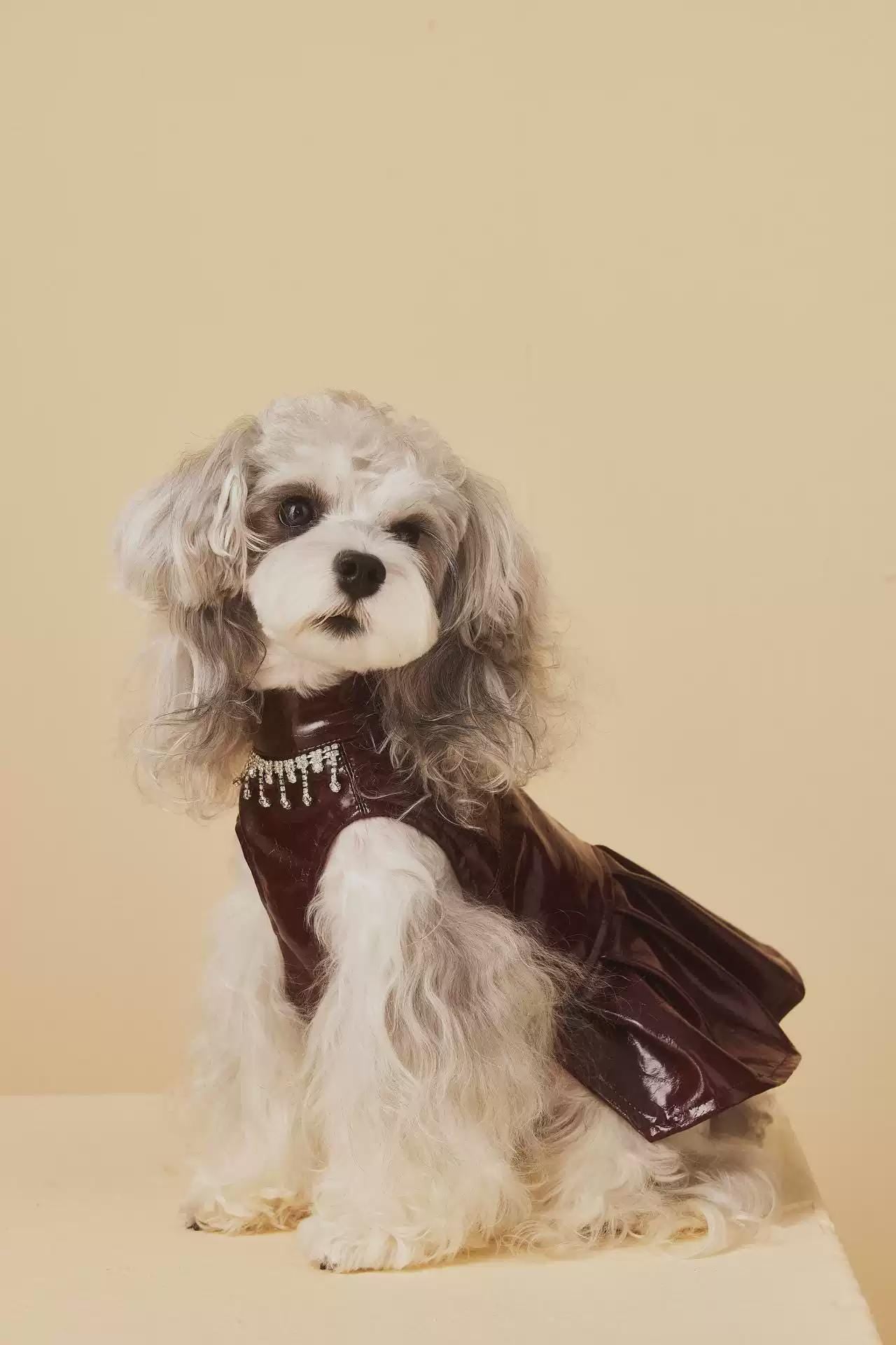 Coco Rosette Burgundy Dog Party Dress, Faux Leather Pet Gown with Rhinestone Fringe, Glam Evening Outfit for Small Dogs, Luxury Dog Dress — product photograph 3 of 12.