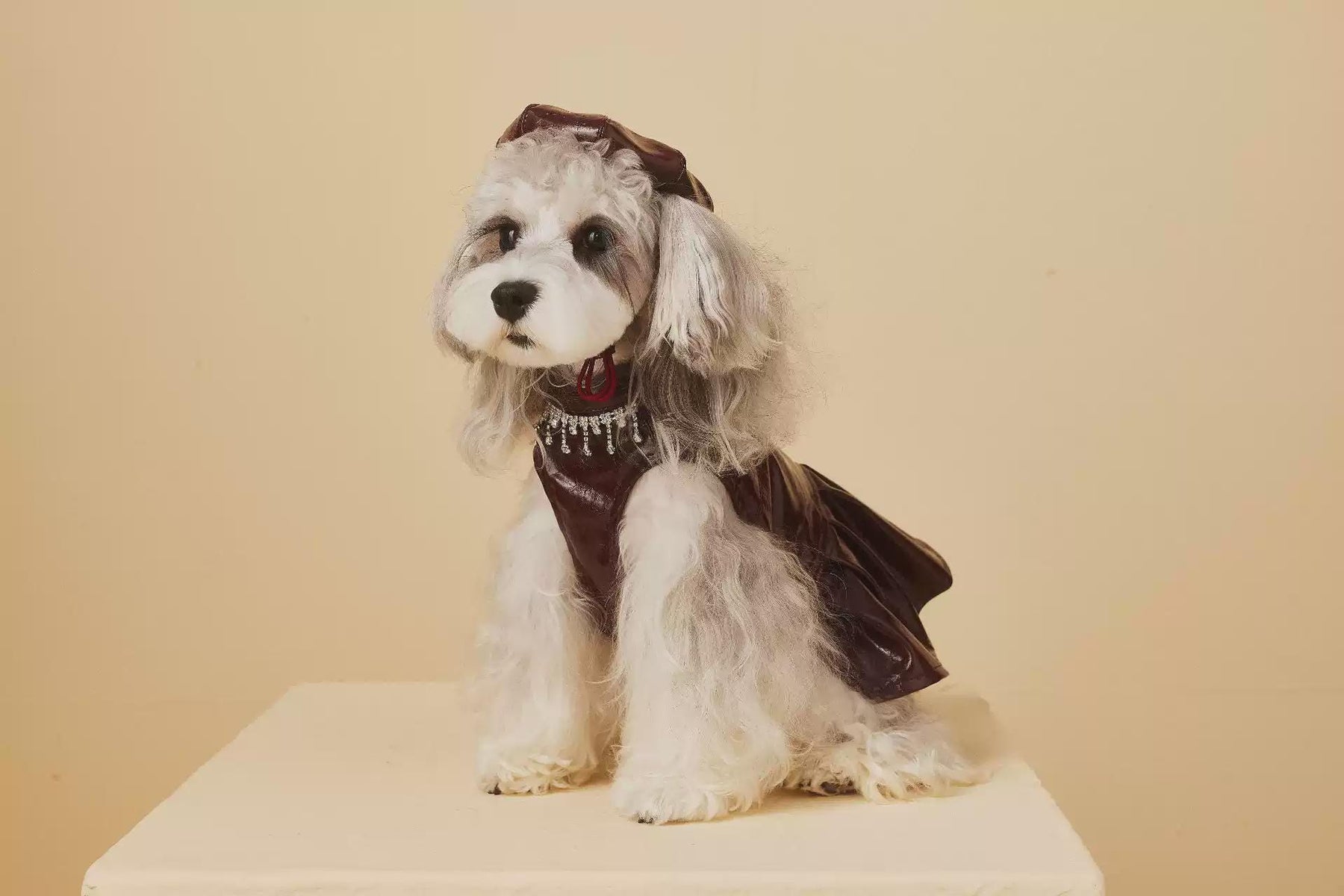 Coco Rosette Burgundy Dog Party Dress, Faux Leather Pet Gown with Rhinestone Fringe, Glam Evening Outfit for Small Dogs, Luxury Dog Dress — product photograph 6 of 12.