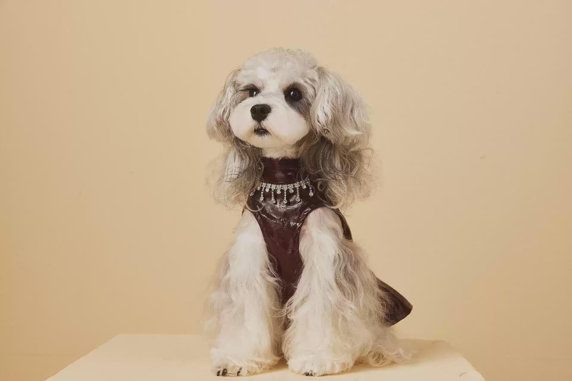 Coco Rosette Burgundy Dog Party Dress, Faux Leather Pet Gown with Rhinestone Fringe, Glam Evening Outfit for Small Dogs, Luxury Dog Dress — product photograph 5 of 12.