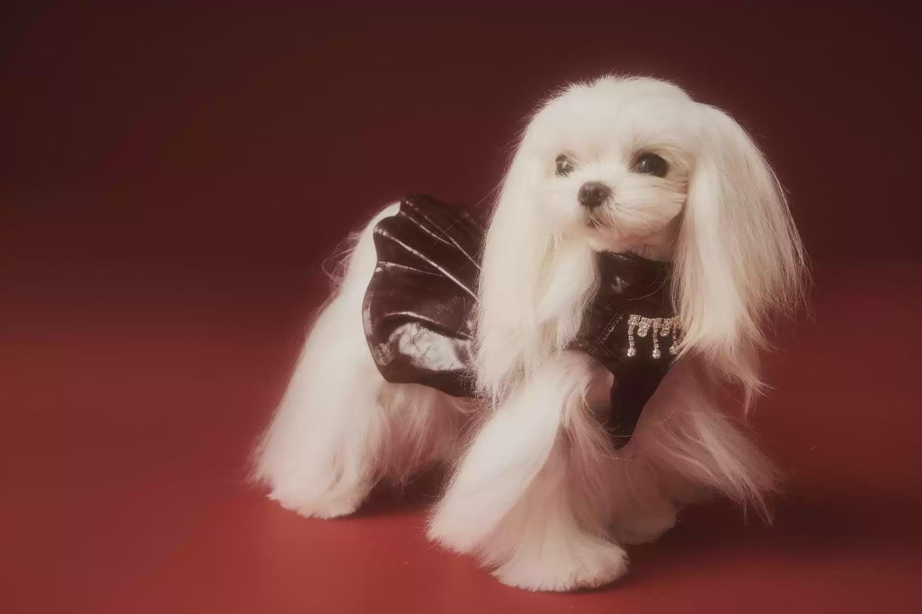 Coco Rosette Burgundy Dog Party Dress, Faux Leather Pet Gown with Rhinestone Fringe, Glam Evening Outfit for Small Dogs, Luxury Dog Dress — product photograph 9 of 12.