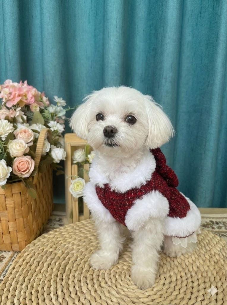 Coco Rosette Red Tweed Dog Harness Dress, Elegant Winter Party Outfit for Dogs, Fur Trim Luxury Pet Dress with D-Ring, Classic Custom Size — product photograph 2 of 7.