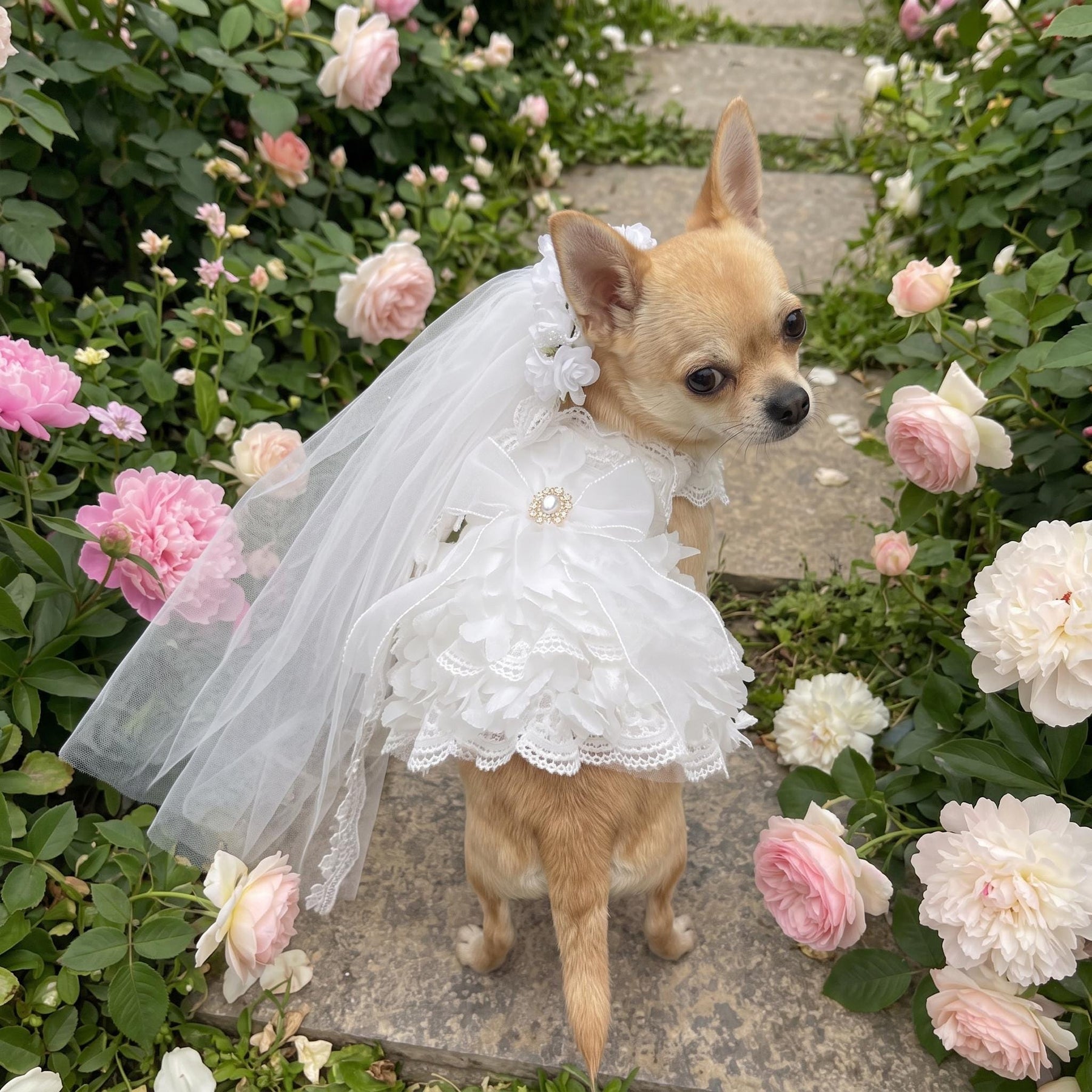 Coco Rosette Dog Wedding Dress with Veil, White Lace Dog Gown, Bride Dog Outfit for Wedding Photos, Princess Dress for Small Dogs XXS to XXL — product photograph 2 of 10.
