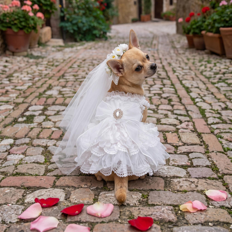 May include: A tan Chihuahua wearing a white tiered lace dress with a large central bow and a rhinestone brooch. The dog also wears a matching white floral headpiece with a sheer veil, standing on a cobblestone path with scattered rose petals.
