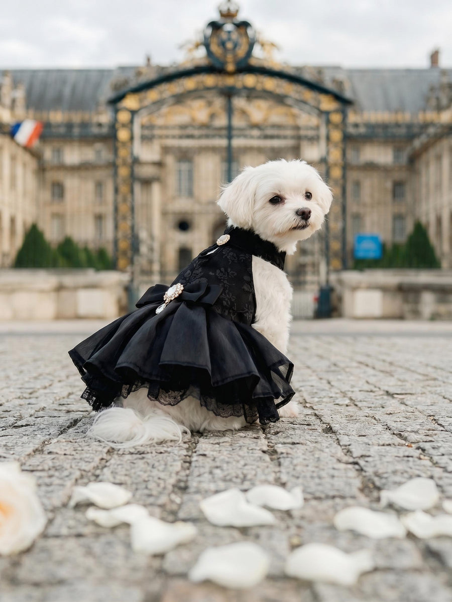 Coco Rosette Black Dog Dress, Elegant Evening Gown for Dogs, Little Black Dress Pet Outfit, Wedding Guest Dog Dress, Birthday Custom Size — product photograph 1 of 5.