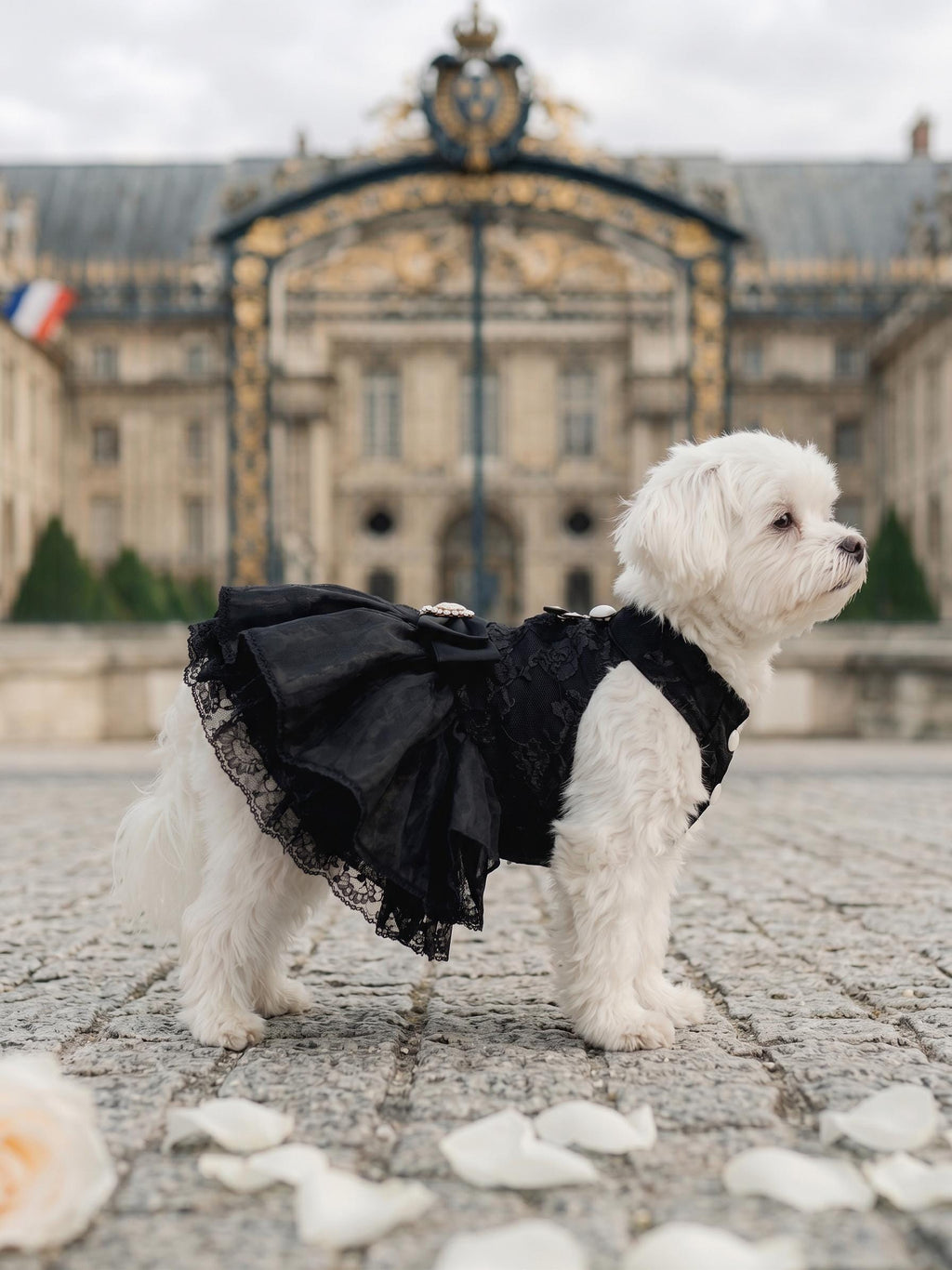 Coco Rosette Black Dog Dress, Elegant Evening Gown for Dogs, Little Black Dress Pet Outfit, Wedding Guest Dog Dress, Birthday Custom Size — product photograph 3 of 5.