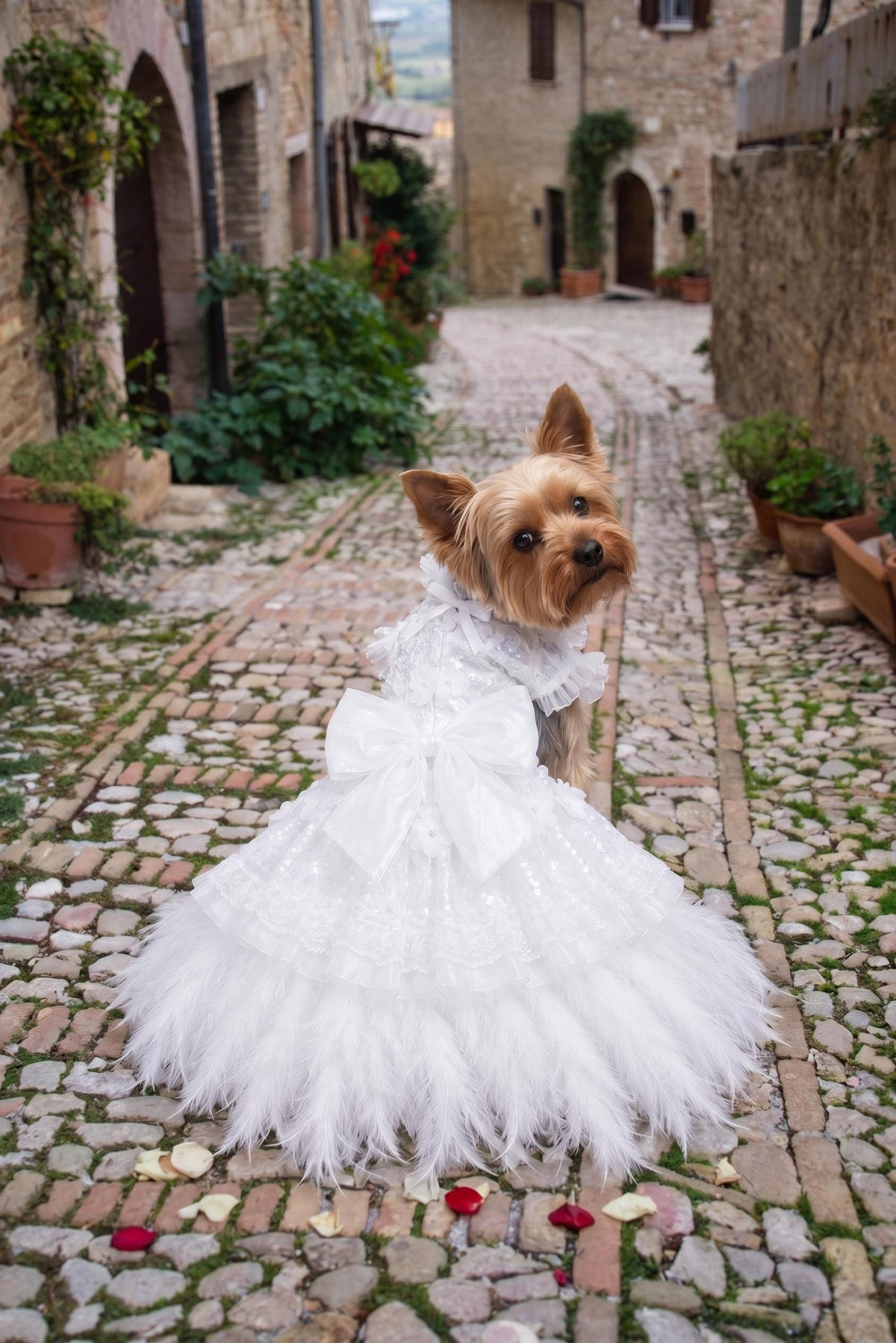 May include: A small Yorkshire Terrier dog wearing a white dress featuring a ruffled collar, a large satin bow at the waist, a sequined bodice, and a voluminous skirt trimmed with white feathers, captured from a rear-facing perspective.