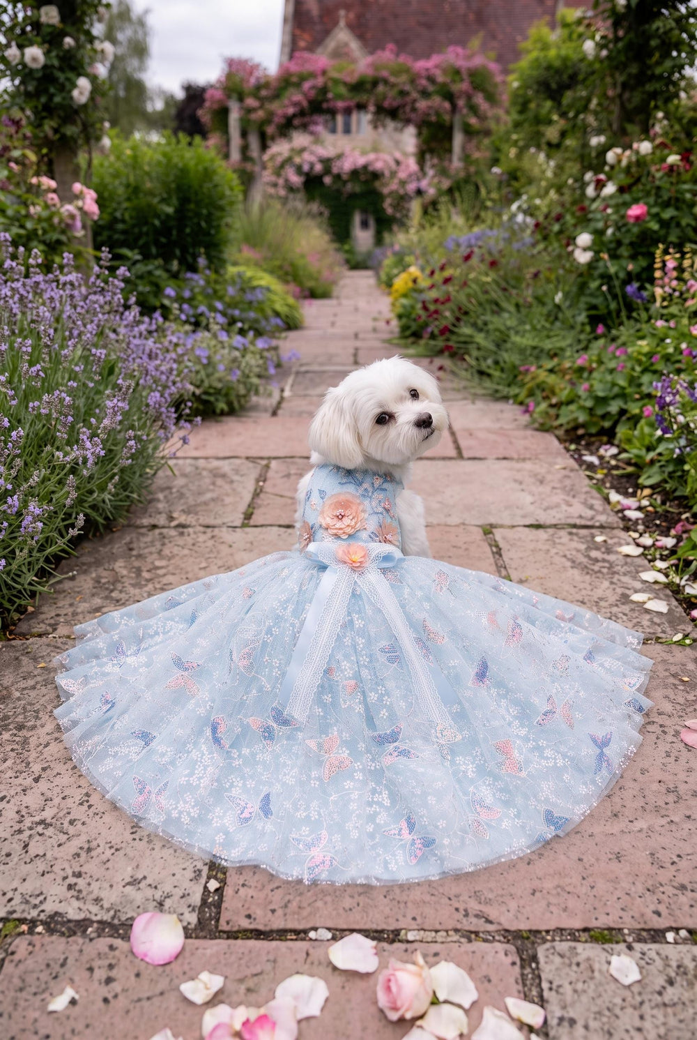 Pale Blue Butterfly Lace Dog Wedding Dress with Train — product image 1 of 4